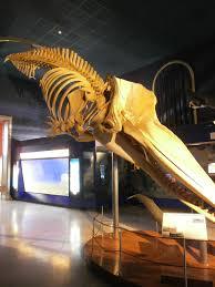 Museu Cívico de História Natural de Milão